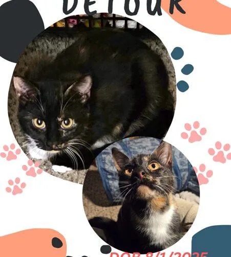 A baby small-sized female Tortoiseshell Domestic Short Hair cat named Detour for adoption in Canal Winchester, OH