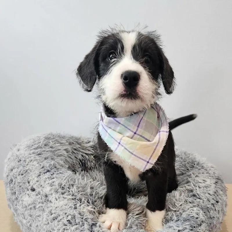 Pound Cake thumbnail 2