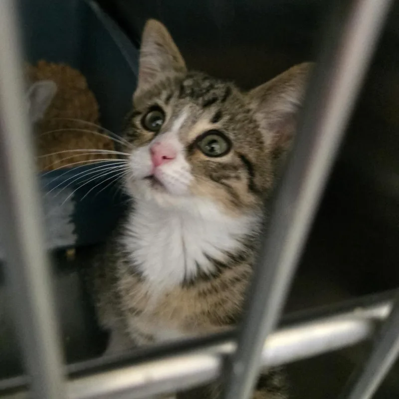 A baby small-sized male Brown / Chocolate Domestic Short Hair cat named Nevada for adoption in Tawas City, MI