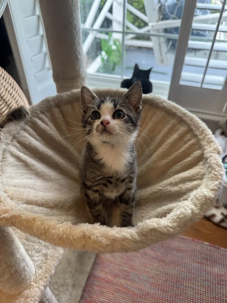 A baby small-sized male Domestic Short Hair cat named Punch for adoption in Emerald Isle, NC