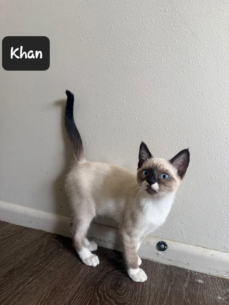 A baby small-sized male Domestic Short Hair cat named Khan for adoption in Heyburn, ID
