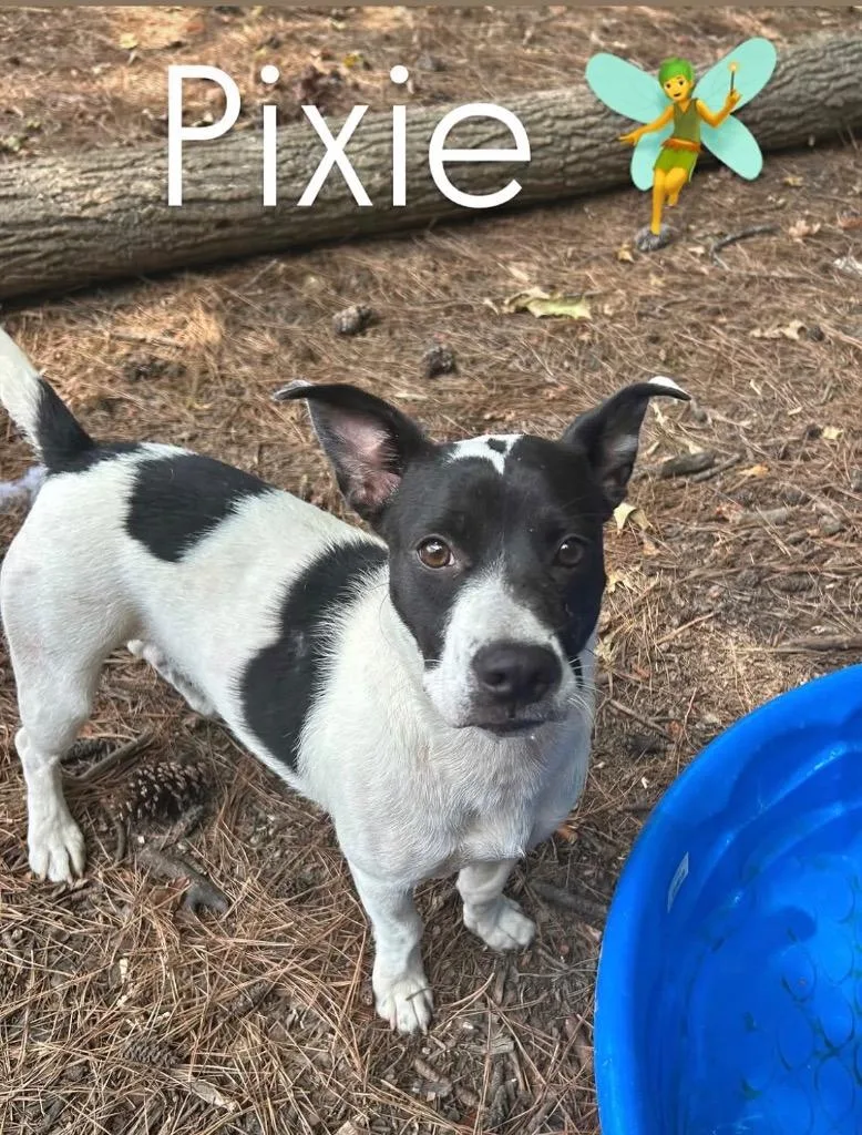 A young medium-sized female Jack Russell Terrier dog named Pixie for adoption in Little Rock, AR