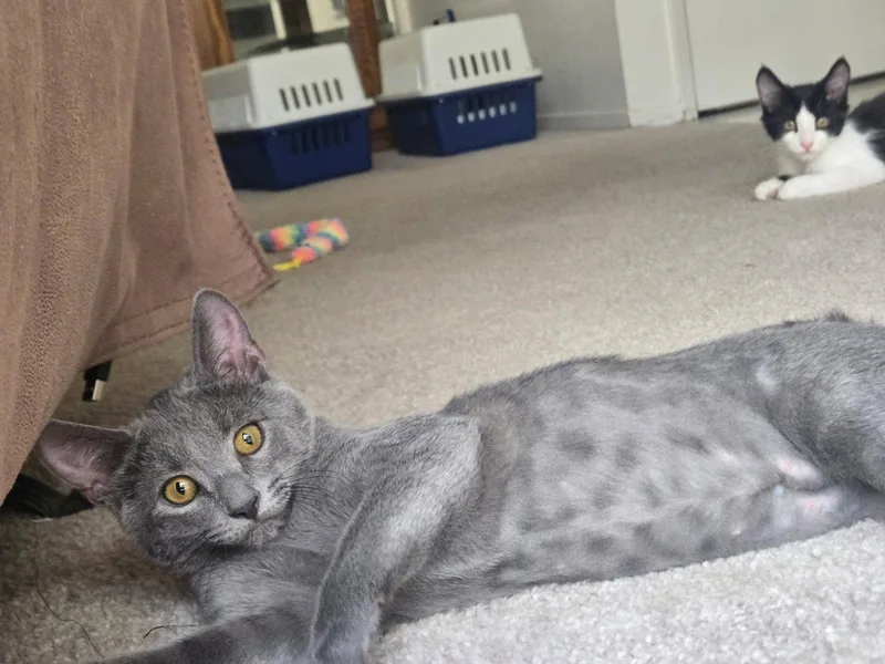 A baby medium-sized female Russian Blue cat named Minnie for adoption in Napa, CA