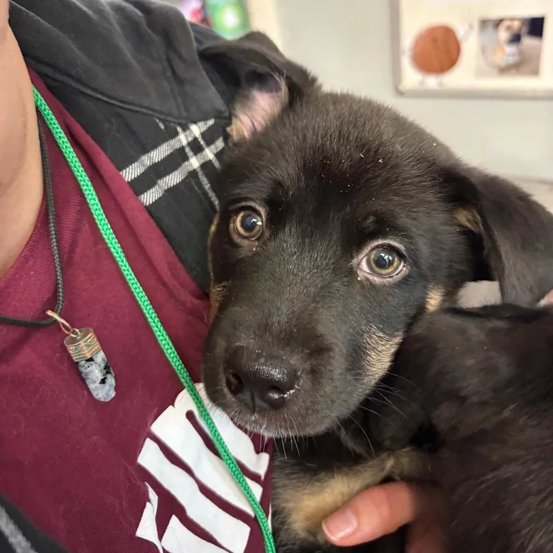 A baby small-sized female Black Shepherd dog named Tall and Strong for adoption in Austin, TX