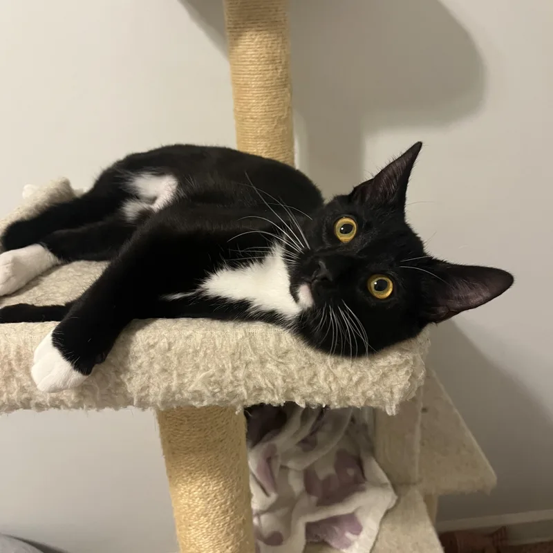 Charlotte thumbnail 3