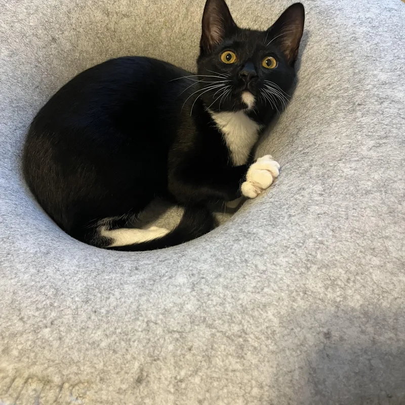 Charlotte thumbnail 4