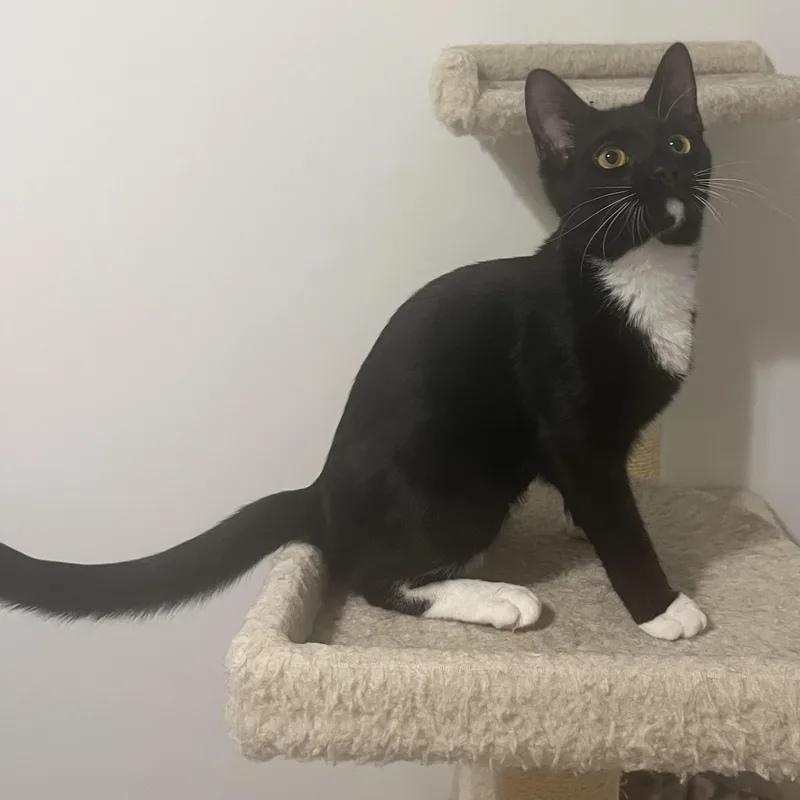 Charlotte thumbnail 5