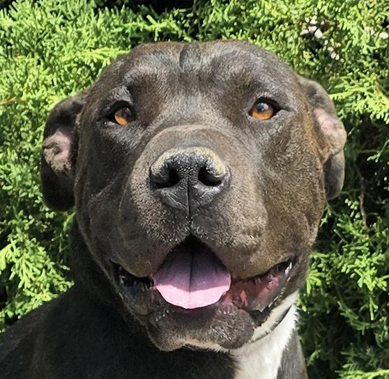 A young medium-sized male Black Shar-Pei dog named Bodacious Boba Fett Sensational for adoption in Albuquerque, NM