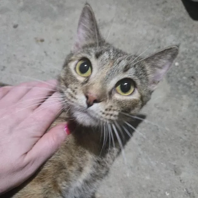 An adult small-sized female Torbie Domestic Short Hair cat named Turtle Dove for adoption in Sioux Falls, SD