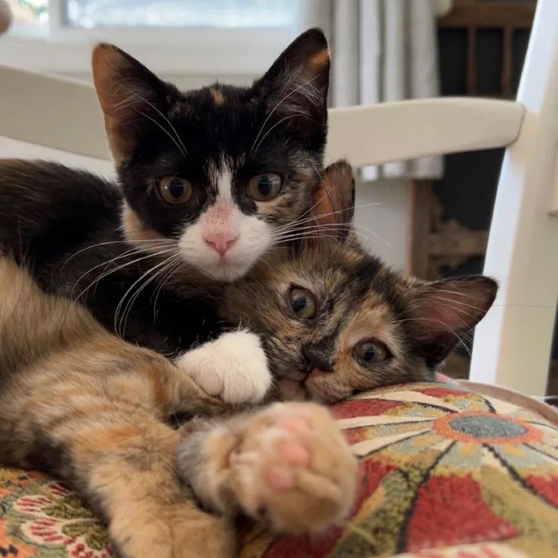 A baby small-sized female Calico Domestic Short Hair cat named Maven for adoption in Springfield, IL