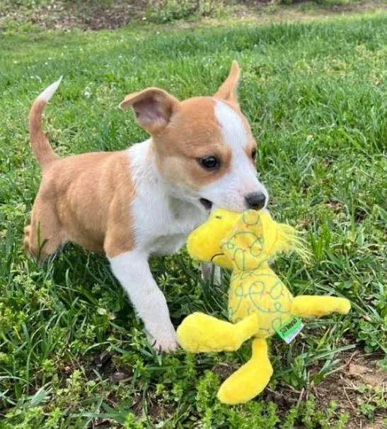 A baby medium-sized female White / Cream Australian Cattle Dog / Blue Heeler dog named Dot for adoption in Mocksville, NC