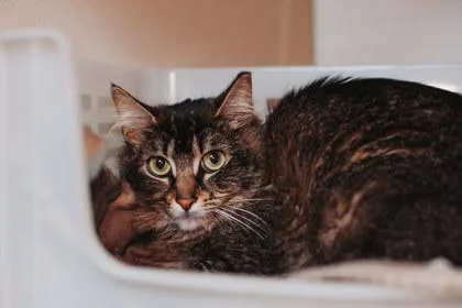 An adult small-sized female Domestic Long Hair cat named A Risotto for adoption in North Charleston, SC