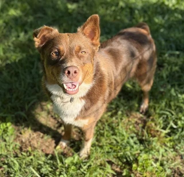 An adult medium-sized male Yellow / Tan / Blond / Fawn Australian Shepherd dog named Rex for adoption in Andover, MA
