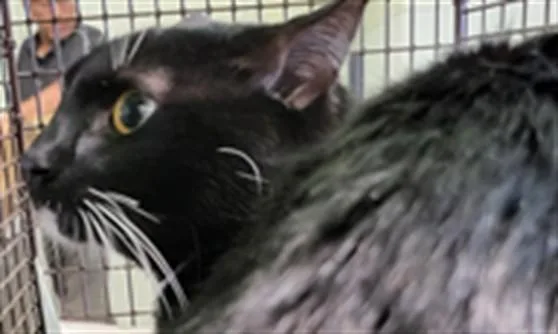 A young large-sized male Domestic Short Hair cat named Zeus for adoption in Los Angeles, CA