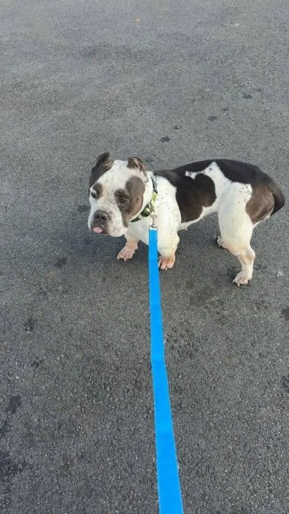 A young medium-sized female Pit Bull Terrier dog named Mona for adoption in Caldwell, NJ