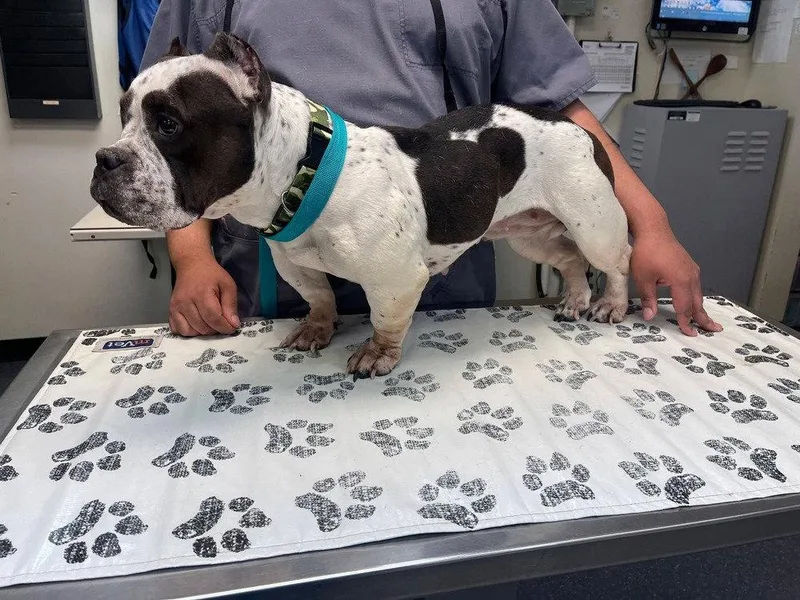 Mona thumbnail 3