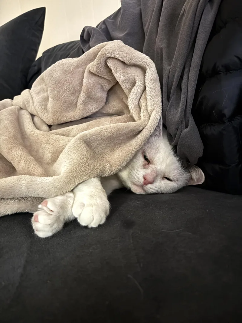 Stuffing thumbnail 3