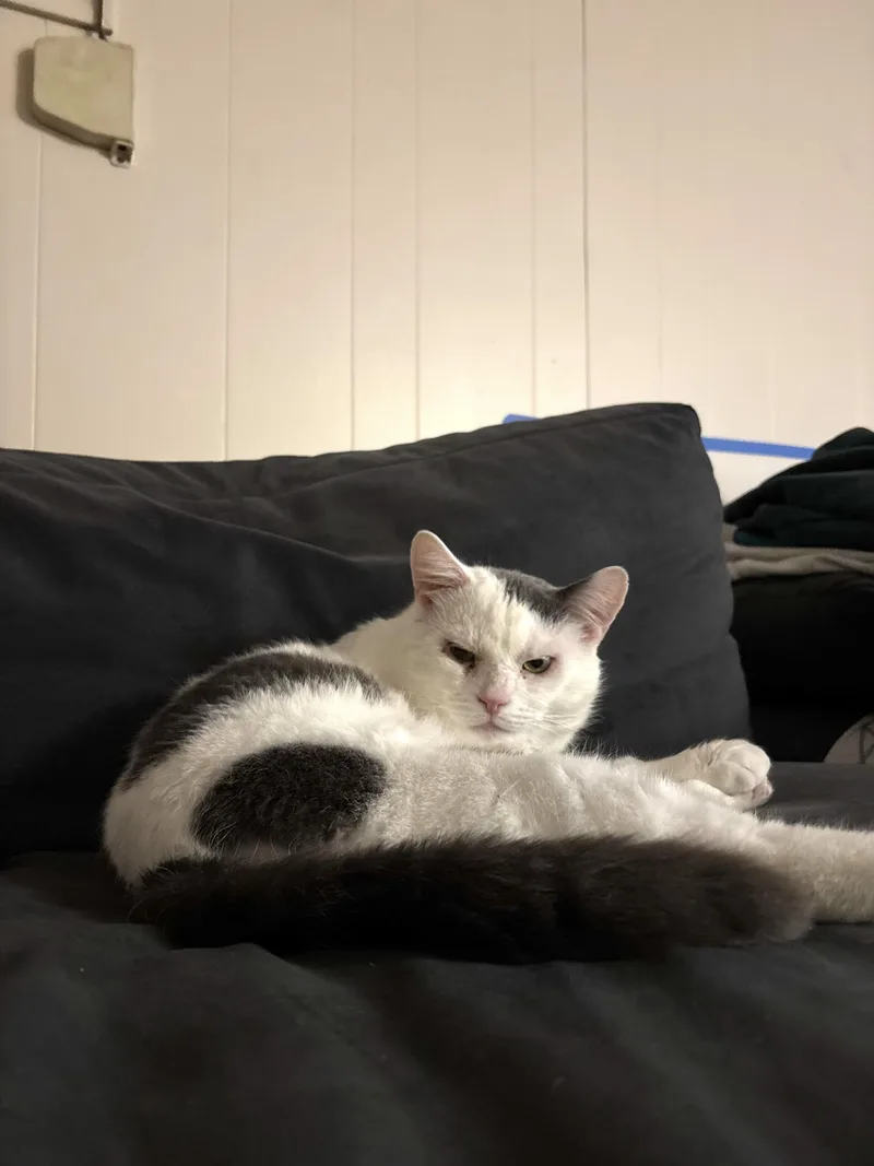 Stuffing thumbnail 4