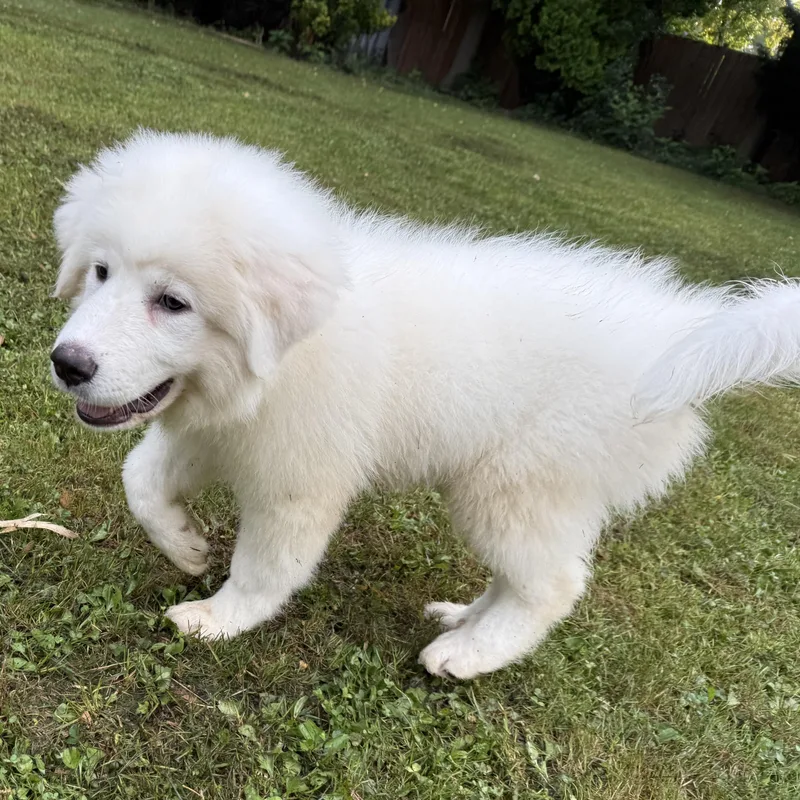 A baby extra large-sized male Great Pyrenees dog named Lego for adoption in Ellicott City, MD