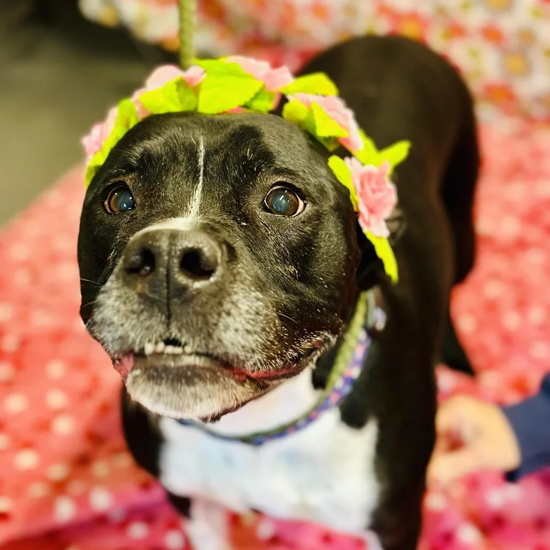 A senior large-sized female Black Pit Bull Terrier dog named Nala for adoption in Jackson, NJ