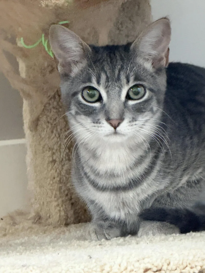 A baby medium-sized male Tabby cat named Peter Parker for adoption in Glendale, AZ