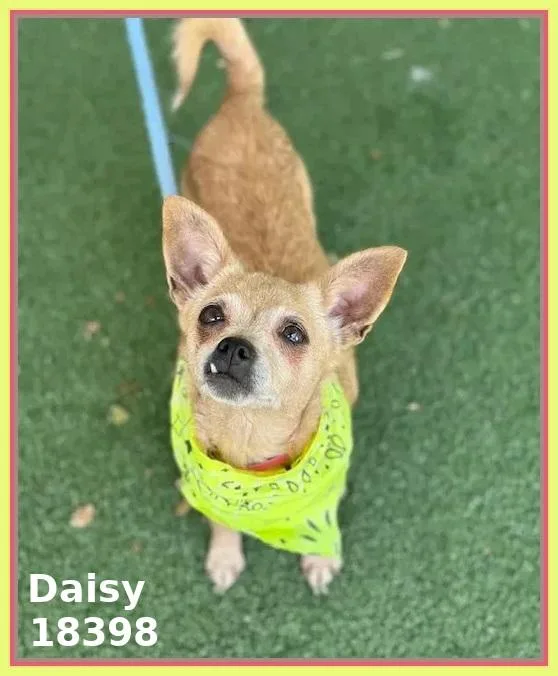 Daisy thumbnail 6