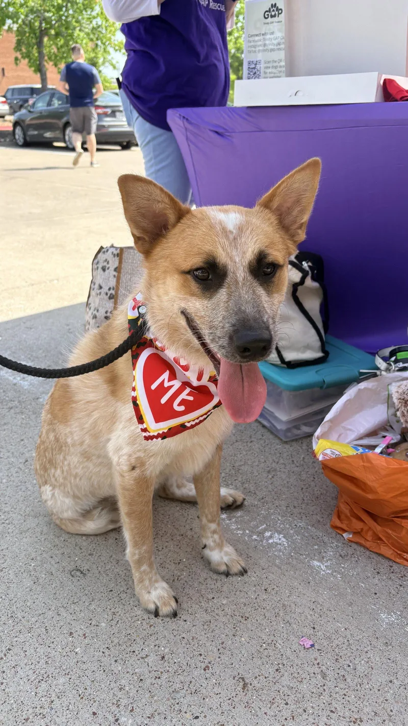 A young medium-sized male Cattle Dog dog named Hank for adoption in Euless, TX