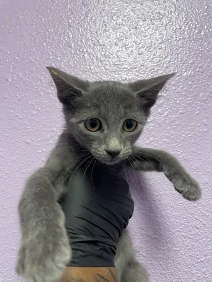 A baby small-sized male Gray / Blue / Silver Domestic Short Hair cat named Maiz Azul for adoption in El Paso, TX