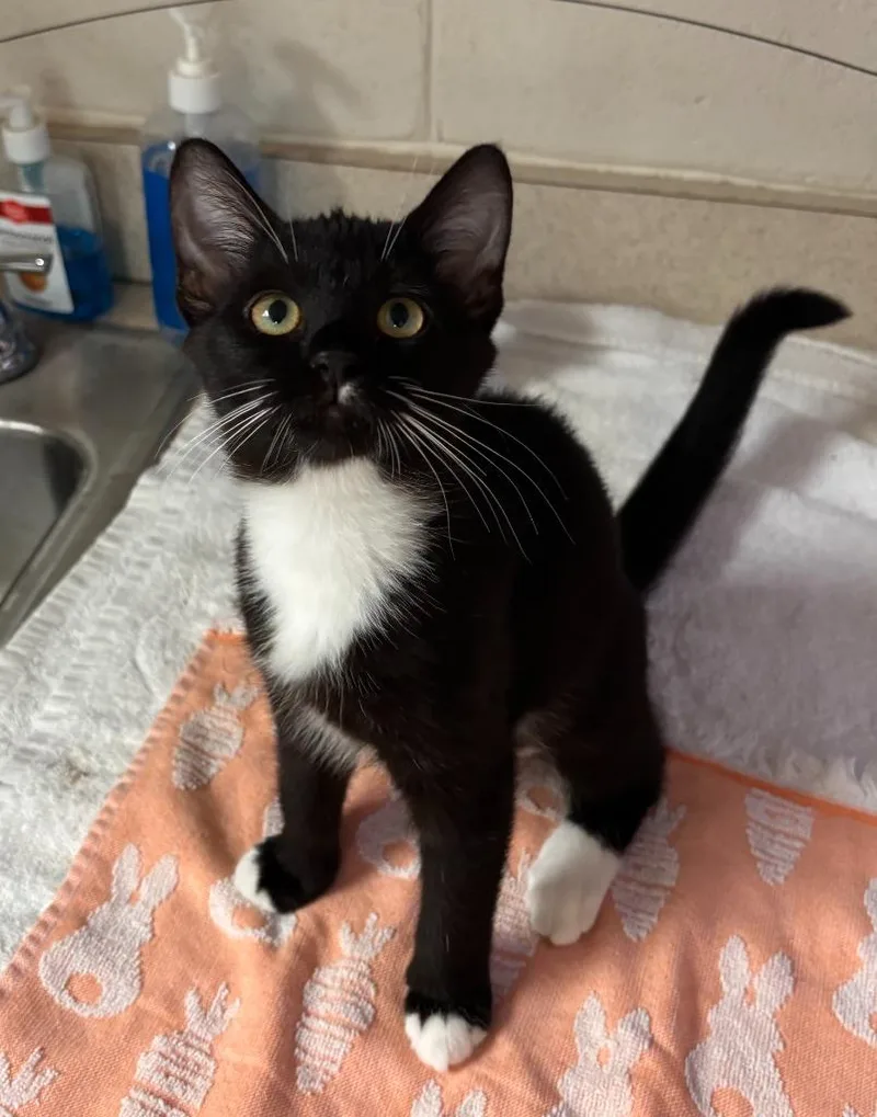 A baby medium-sized female Domestic Short Hair cat named Ember for adoption in Madison, GA
