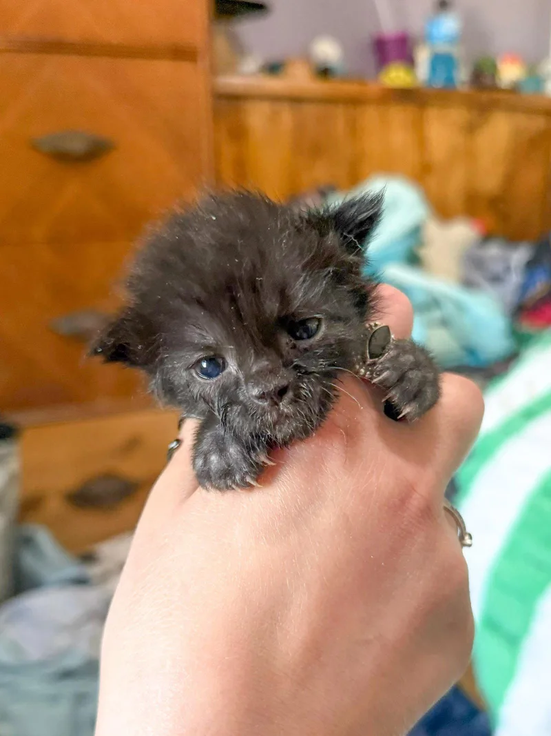 A baby medium-sized male Black Domestic Short Hair cat named Puddle for adoption in Sanford, NC