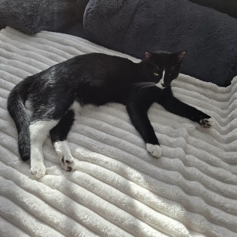 Meet Pj  Toystealing thumbnail 3