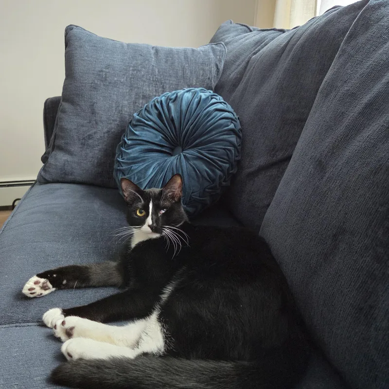 A young medium-sized male Black & White / Tuxedo Domestic Short Hair cat named Meet Pj  Toystealing for adoption in Stamford, CT