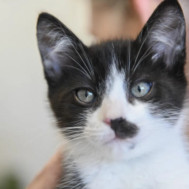 A baby small-sized male Black Domestic Short Hair cat named Temple for adoption in Redwood City, CA