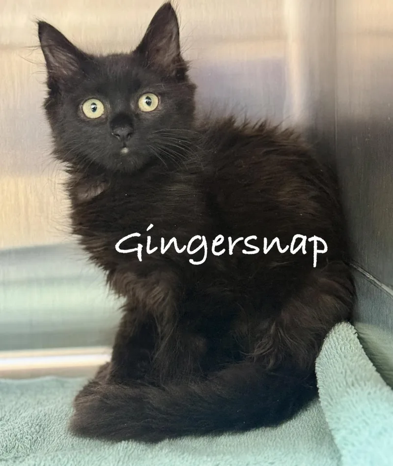 A baby medium-sized female Black Domestic Medium Hair cat named Gingersnap for adoption in Pawleys Island, SC