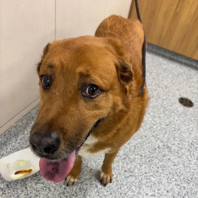 A senior medium-sized female Brown / Chocolate Great Pyrenees dog named Lucky for adoption in Chicago, IL