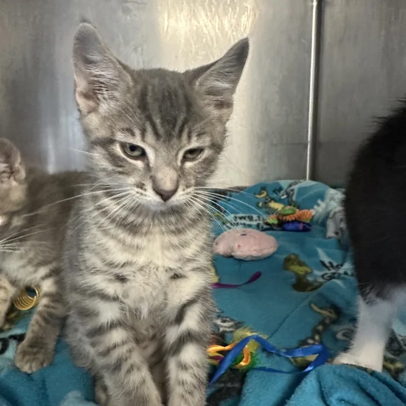 A baby small-sized male Gray / Blue / Silver Domestic Medium Hair cat named Storm for adoption in Wappingers Falls, NY