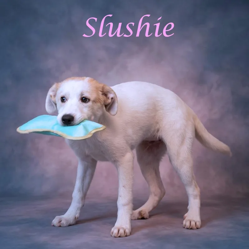A baby small-sized female White / Cream Great Pyrenees dog named Slushie D for adoption in Lebanon, TN