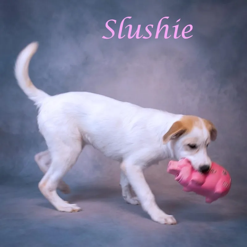 Slushie D thumbnail 2