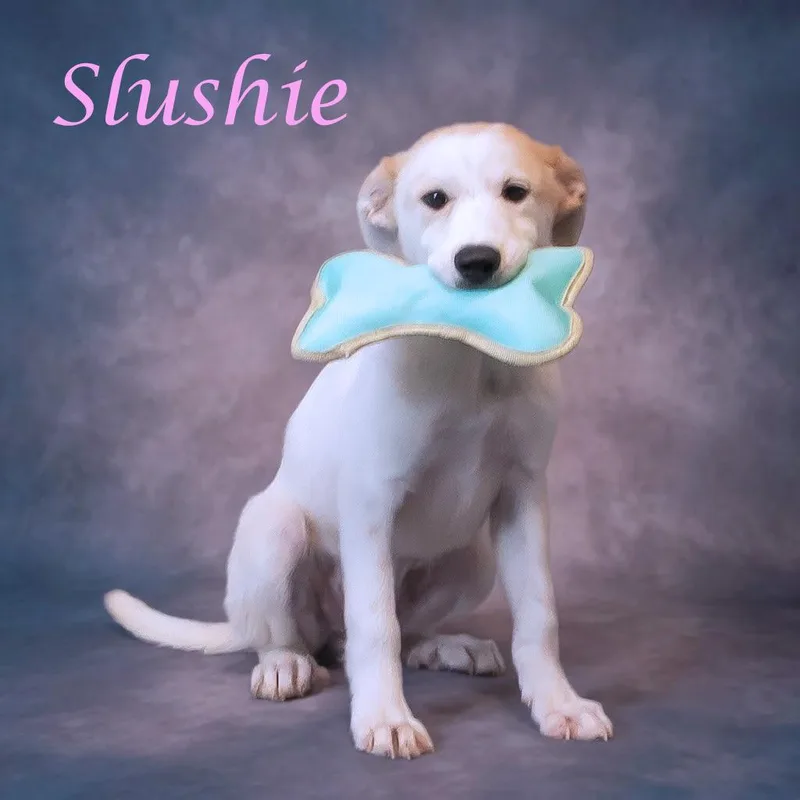 Slushie D thumbnail 3