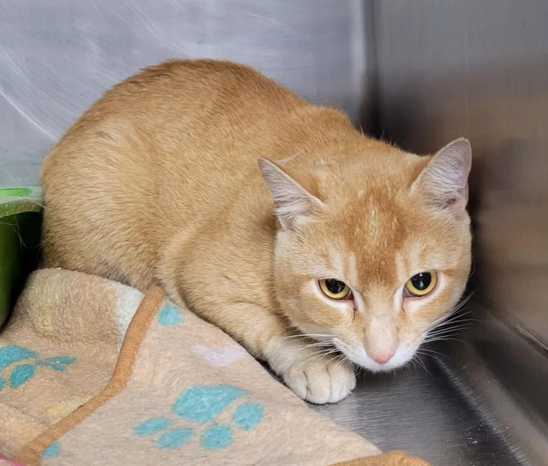 An adult large-sized male Domestic Short Hair cat named Butterscotch for adoption in Hopkinsville, KY