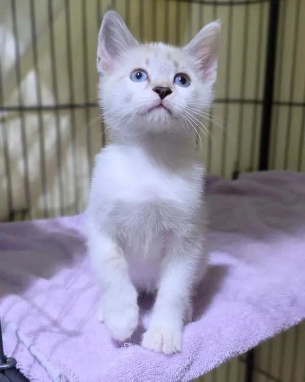 A baby small-sized female Domestic Short Hair cat named Charlotte for adoption in Novato, CA