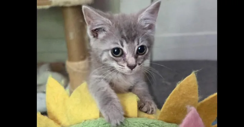 A baby small-sized female Tabby (Brown / Chocolate) Domestic Short Hair cat named Fishstick for adoption in Salisbury, NC