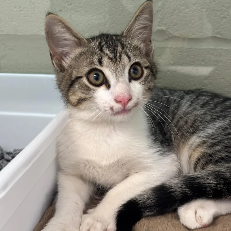 A baby small-sized male White Domestic Short Hair cat named Shadow Cry for adoption in League City, TX
