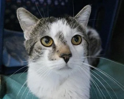An adult small-sized male Domestic Short Hair cat named Roman for adoption in West Seneca, NY
