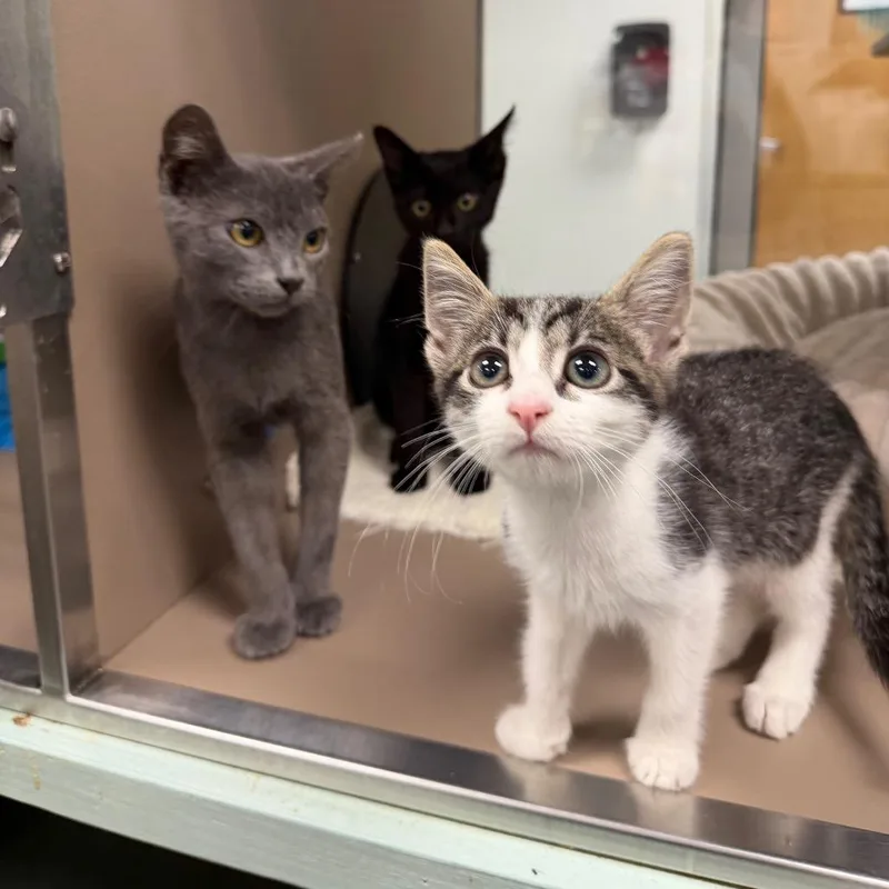 A baby small-sized female Gray / Blue / Silver Domestic Short Hair cat named Eevee for adoption in Dickinson, TX