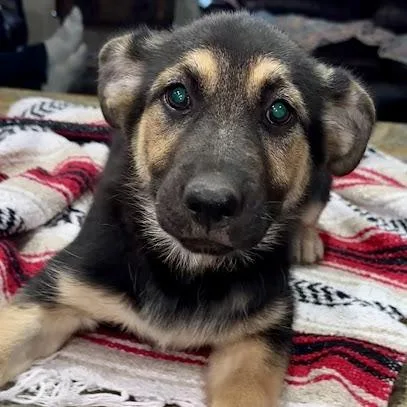 A baby medium-sized female Black German Shepherd Dog dog named Fry for adoption in New Fairfield, CT