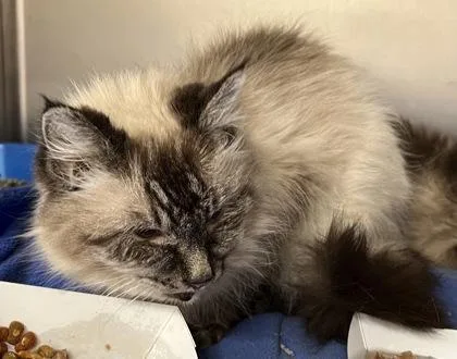 An adult medium-sized female Domestic Medium Hair cat named Agnes for adoption in Annapolis, MD