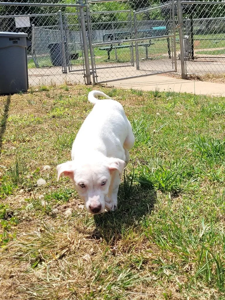 A baby small-sized female Mixed Breed dog named Poppy for adoption in Lawrenceburg, TN