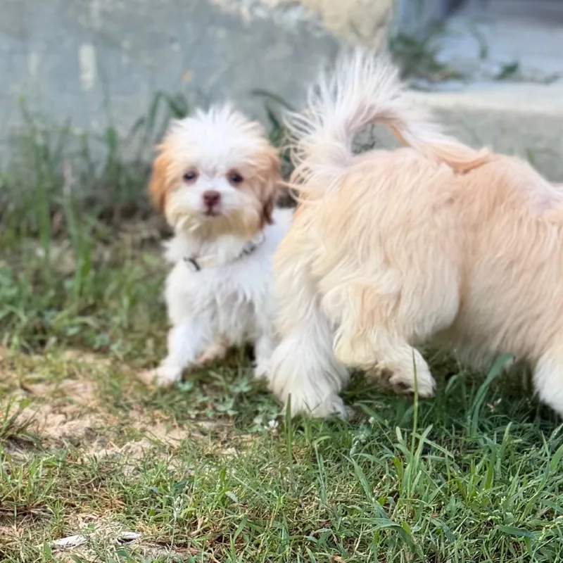 A baby small-sized male Shih Tzu dog named Bashful for adoption in Baton Rouge, LA