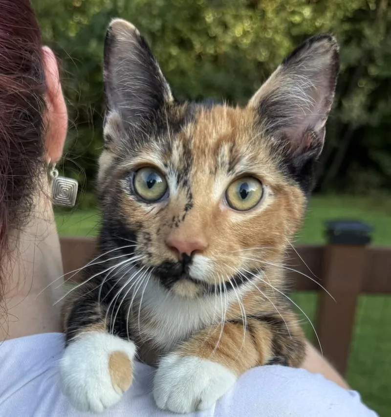 A young small-sized female Domestic Short Hair cat named Caprese for adoption in Statesville, NC